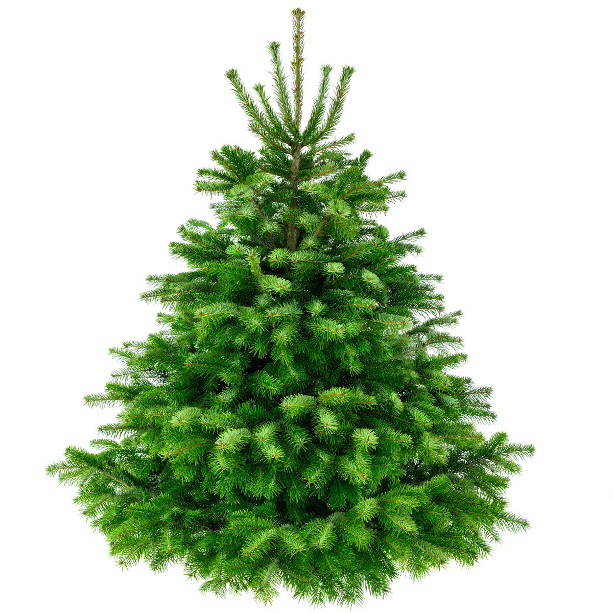 DANIŠKAS PREMIUM KĖNIS 200-224 cm