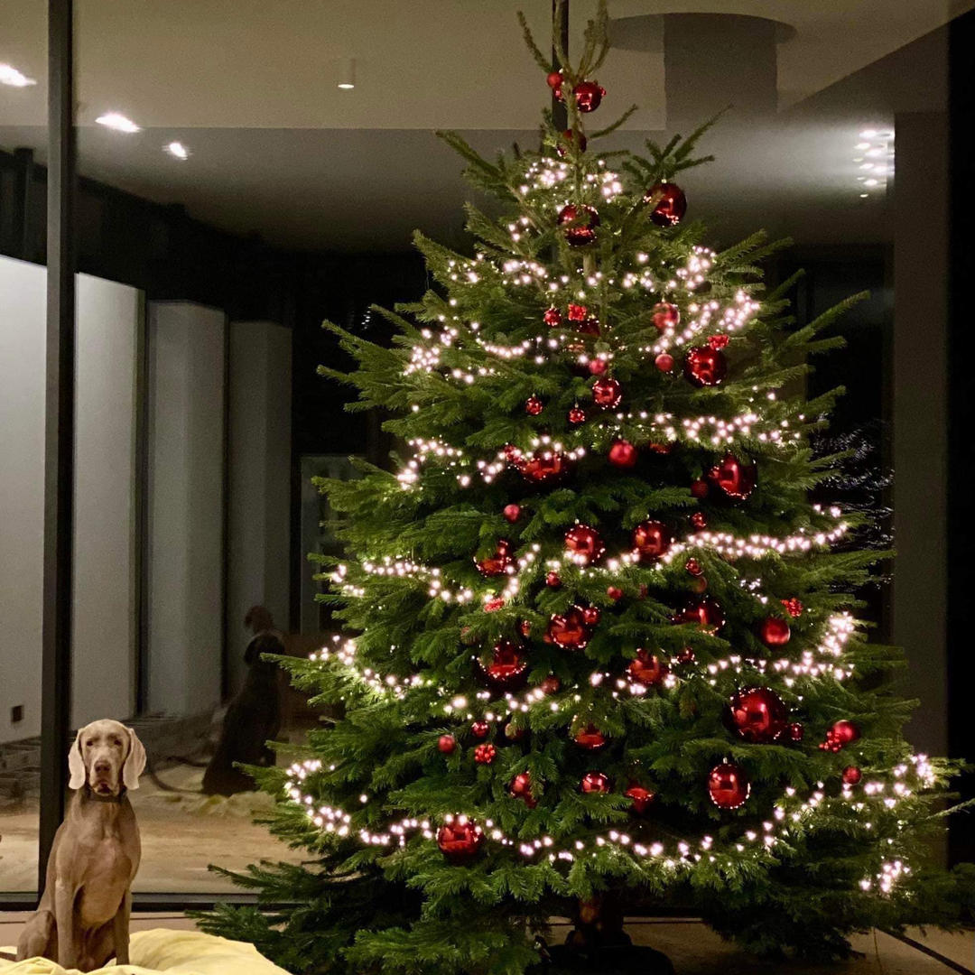 DANIŠKAS PREMIUM KĖNIS 300-350 cm