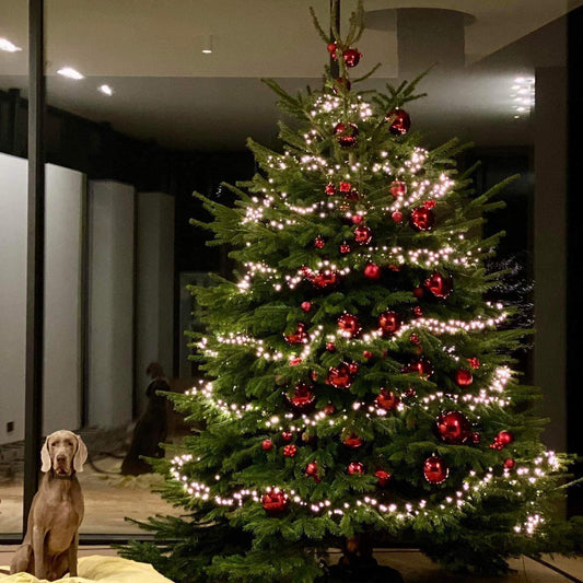 DANIŠKAS PREMIUM KĖNIS 300-350 cm